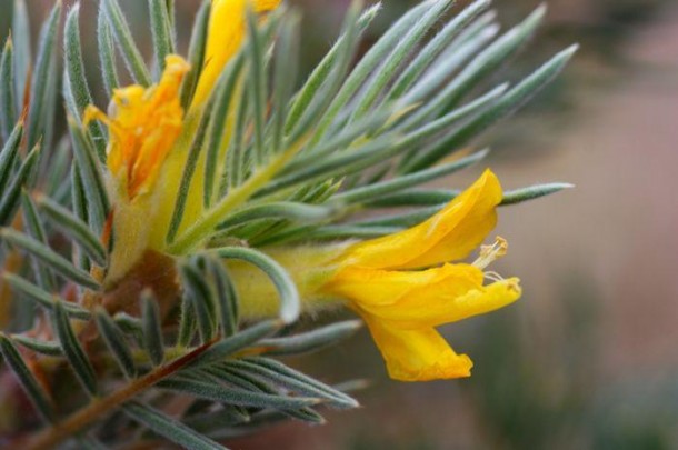 Caragana Tibetica-an Yellow flower