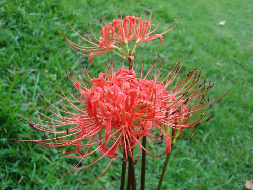 A Poisonous Flower-Red Spider Lily - Explore Tibet