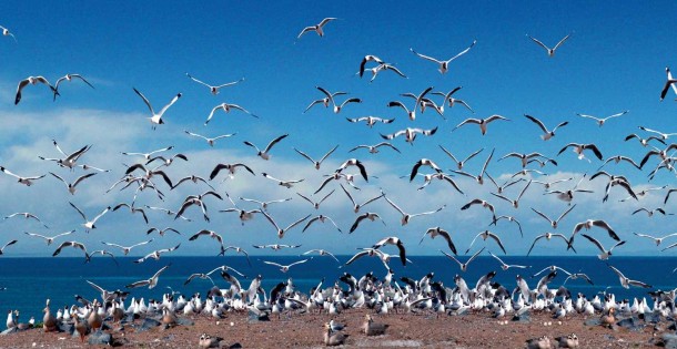 Qinghai-Lake-Embraces-Bird-Loving-Week