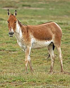 Stay and Lovely Tibetan wild donkey