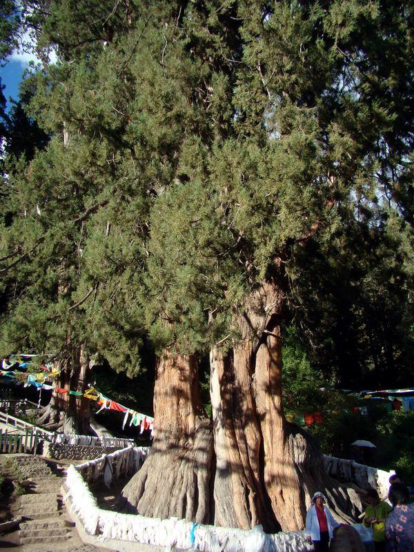 Tall and straight Juniperus Tibetica