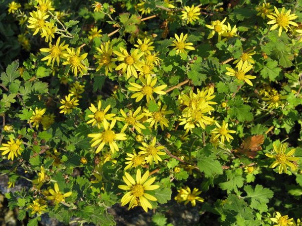 Wild Chrysanthemum Taxa