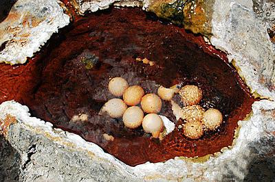 Natural Hot Springs Boiled Eggs