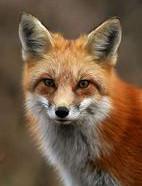 The Beautiful  Red foxes