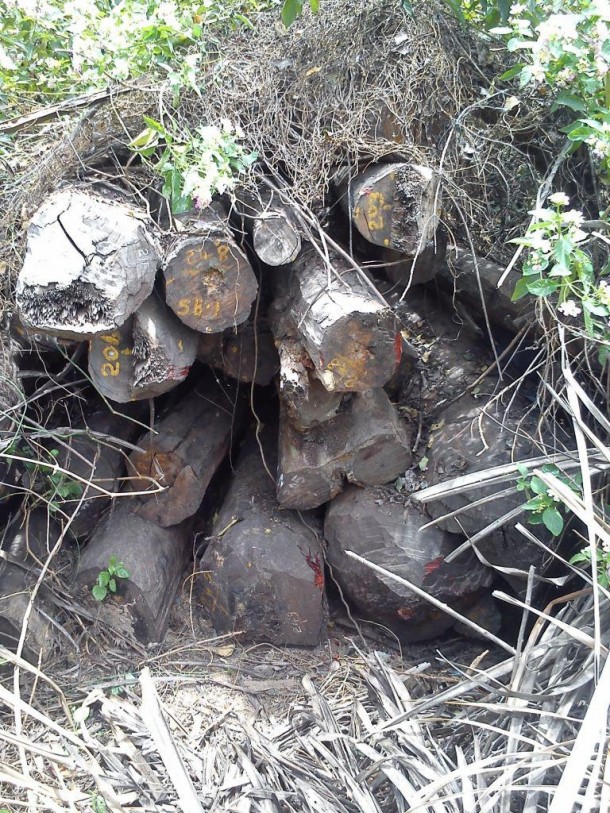 A Precious Tree-Tibet Agarwood