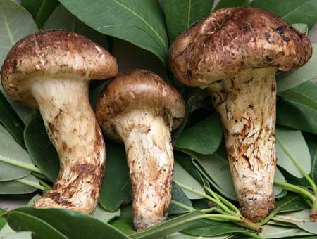 Tibet Tricholoma Matsutake