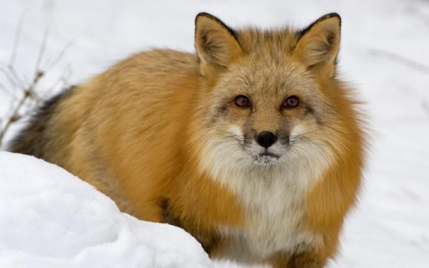 The Beautiful Tibet Red Fox 