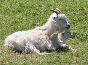 Cashmere Goats