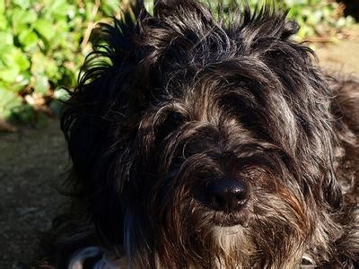 Tibetan Terrier-"Holy Dogs of Tibet"