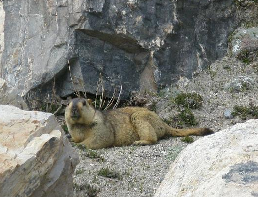 Himalayan Marmot 