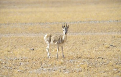 Tibetan Gazelle - “Mirror Goat”