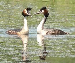 The Crested Grebe