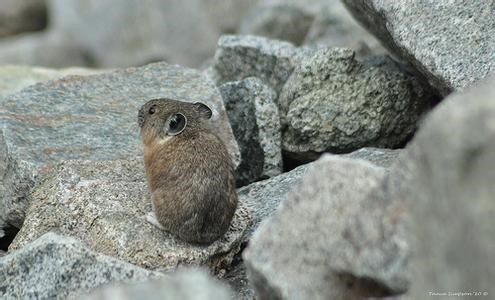 Cold-Adaptive Pika