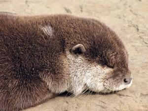 Tibet Otter