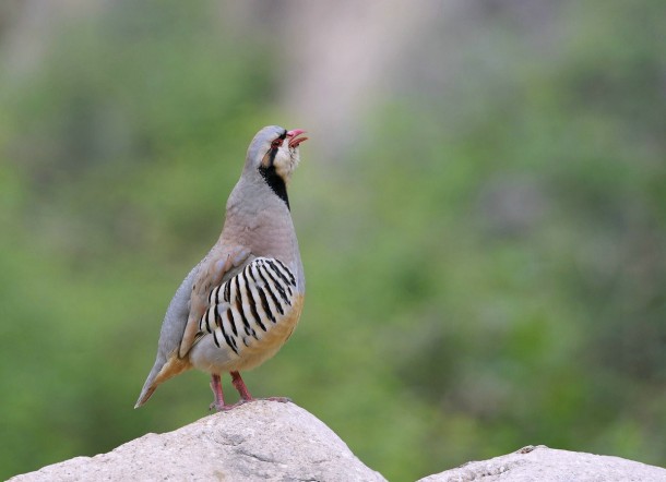 The Chukor Partridge