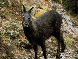 White-Bellied Musk Deer