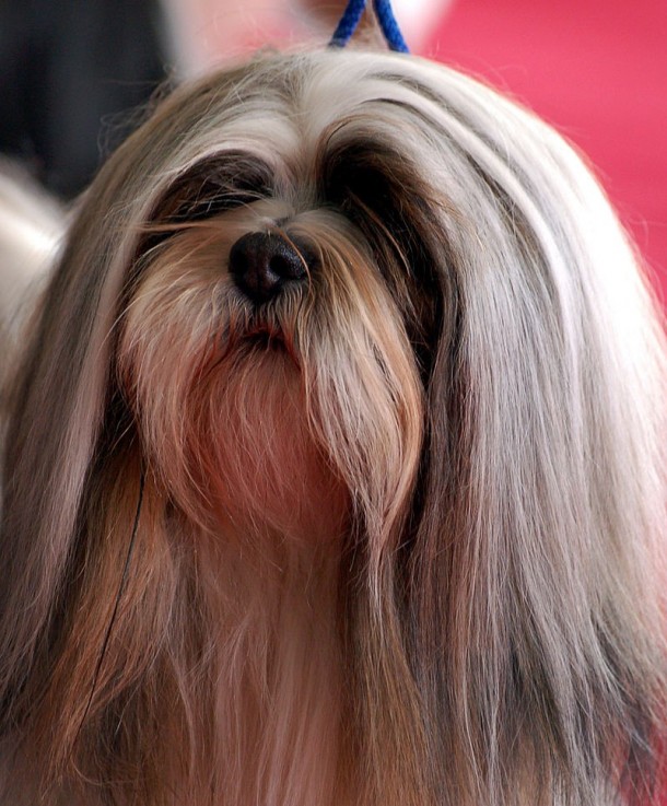 Lhasa Apsos-"Bearded" Dog