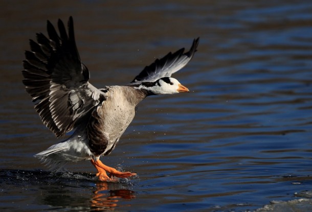 Bar-Headed Goose