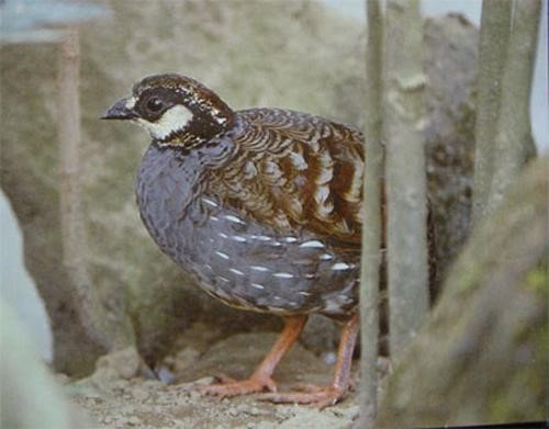 Tibetan Partridge