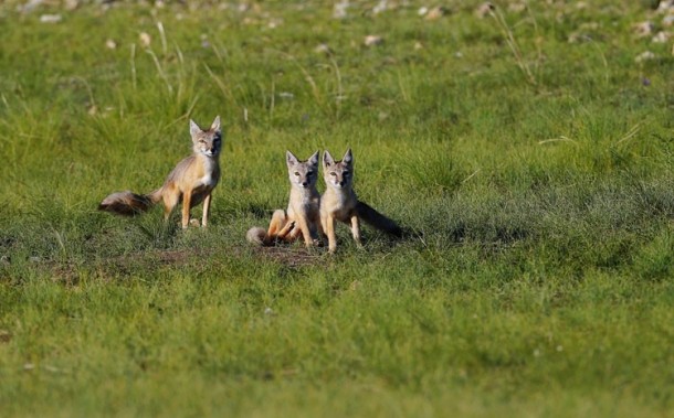 Tibetan Sand Fox-an Elegant Lady