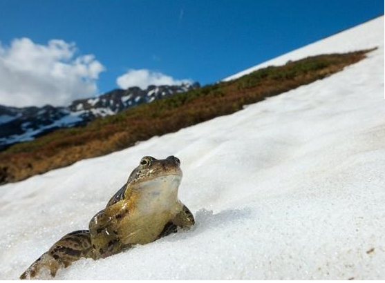 Snow Frog 