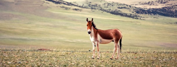 Tibetan Wild Ass