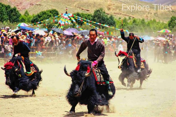 Gyantse Yak Race at Gyantse Damak