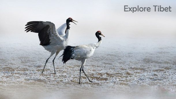 Black-necked Crane