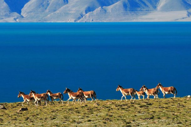 Tibet Wildlife tours