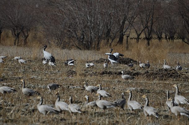 Black necked cranes and wild ducks during the winter in Tibet