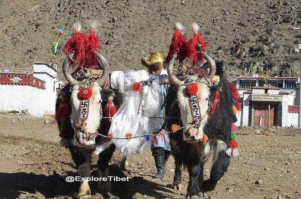 Tibetans Ploughing the field with Yaks