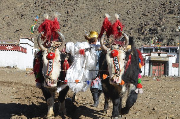 local Tibetan Experiences