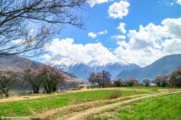 Tibet in Spring