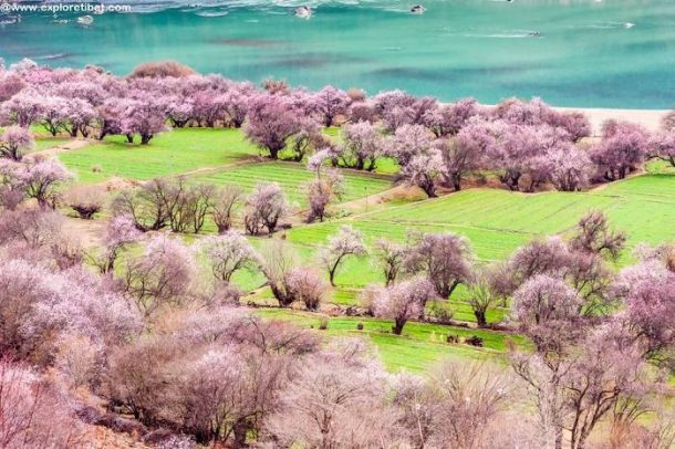 Peach Blossom in Nyingchi in April