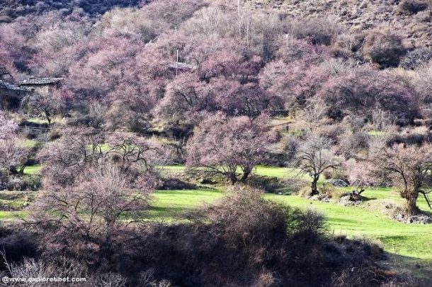 Peach Blossoms in Bome County, Nyingchi, Tibet