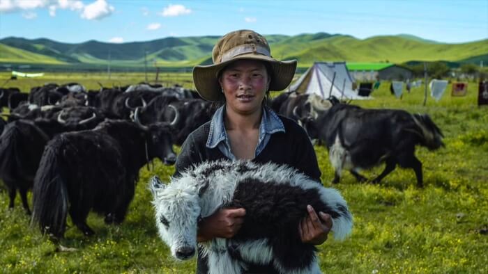 Tibetan nomads living the traditional way of life on the plains of the plateau