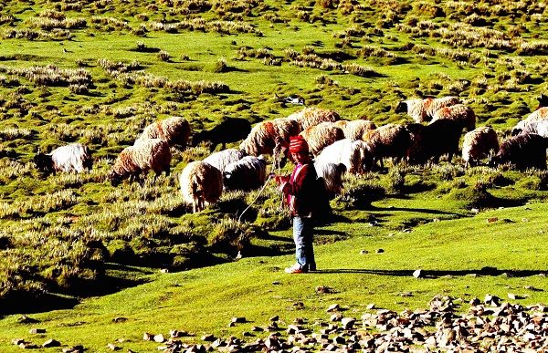 A Tibetan nomad boy looking after the flock of sheep