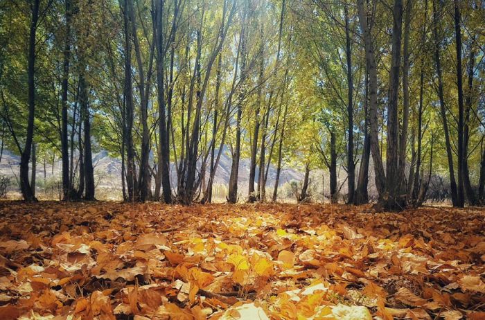 Dry gold and brown leaves carpet the ground in the forests of Tibet every autumn