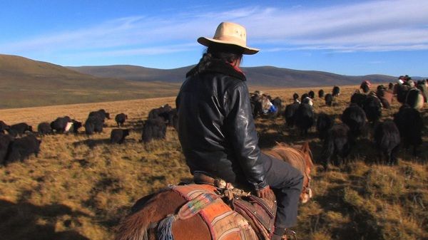 East meats Wild West, a Tibetan nomad 'cowboy'