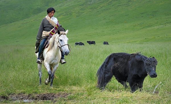 Many Tibetan nomads still herd the yaks using horses