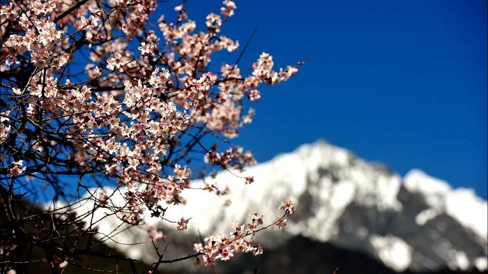 Spring in Tibet with the peach blossom opening up in Nyingchi