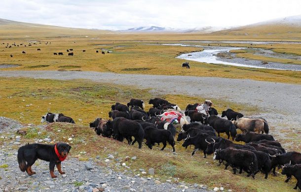 Tibetan mastiff alongside its herd of yaks