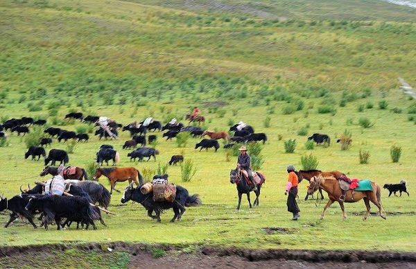 Tibetan nomads moving the herds to greener pastures