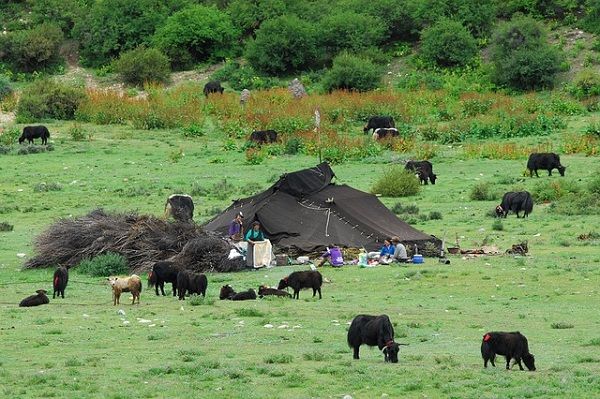 Yaks graze in the pasturelands surrounding the traditional Tibetan yak-hair tent