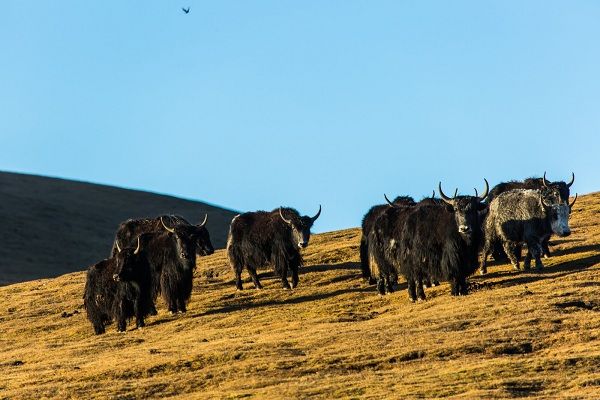 Yaks graze on the lush pastures in the warm Tibetan summer