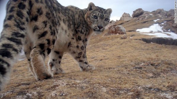 A snow leopard looks back at the hidden camera