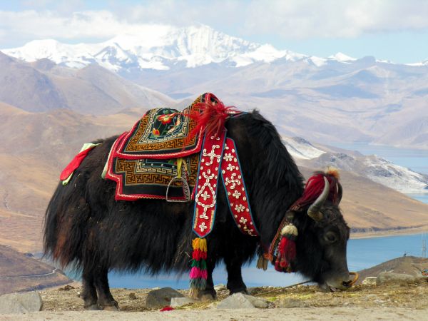 The Tibetan Yak – The Backbone of Tibetan Lifestyle in Tibet
