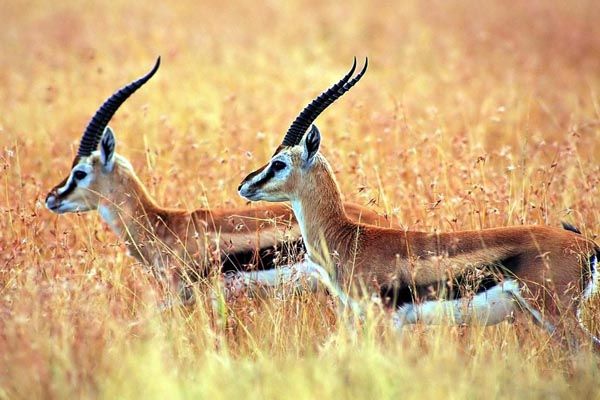 The Antelopes of the Tibetan Plateau -Chiru and Goa