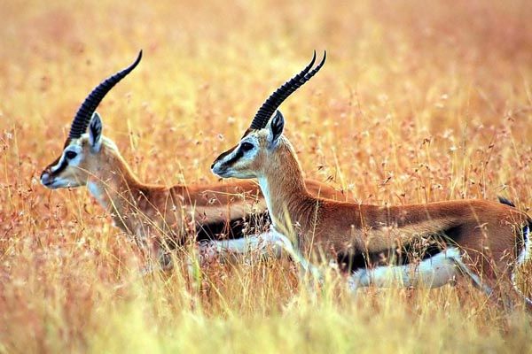 The Chiru, or Tibetan antelope