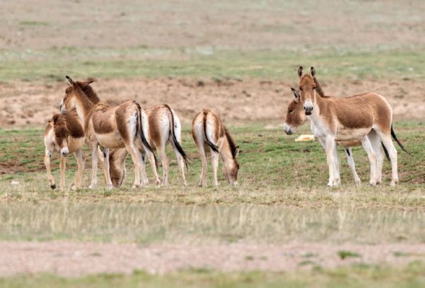 The Tibetan wild ass or "kiang"